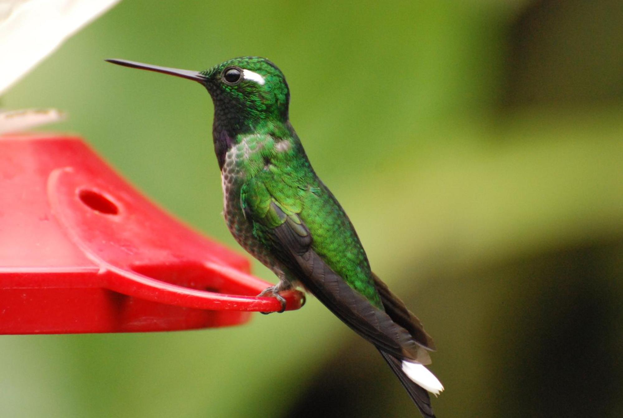 Bellavista Cloud Forest Lodge & Private Protected Area Tandayapa エクステリア 写真