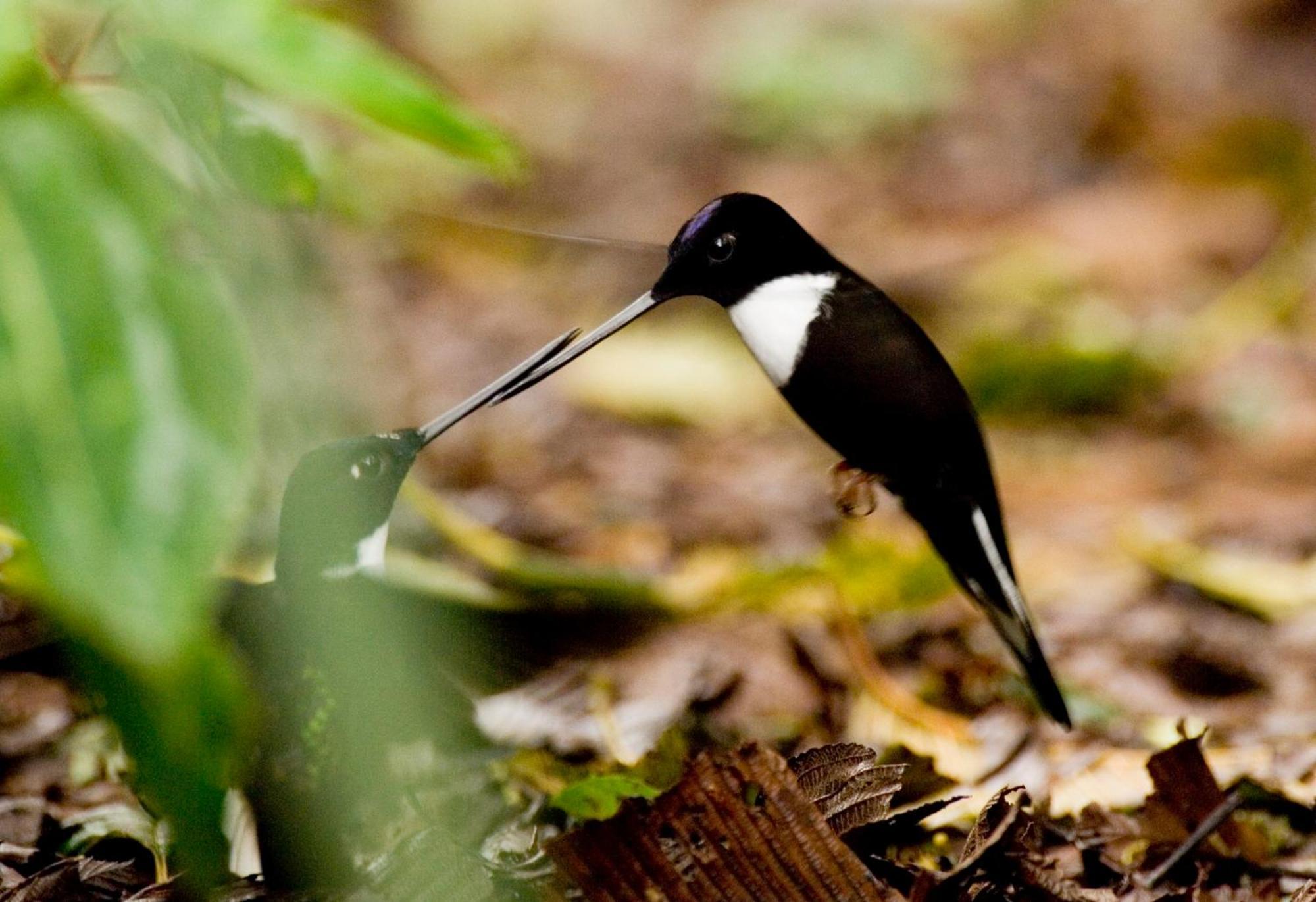 Bellavista Cloud Forest Lodge & Private Protected Area Tandayapa エクステリア 写真