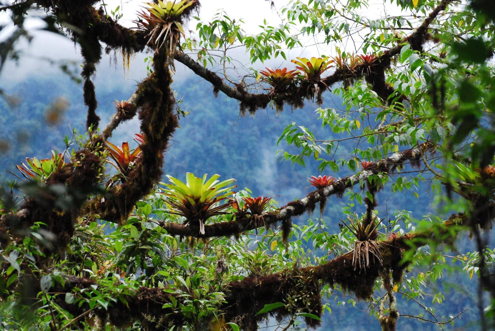Bellavista Cloud Forest Lodge & Private Protected Area Tandayapa エクステリア 写真